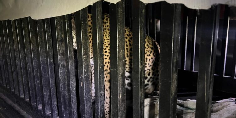Brindan atención especializada a felino silvestre rescatado en la zona serrana de Tamaulipas