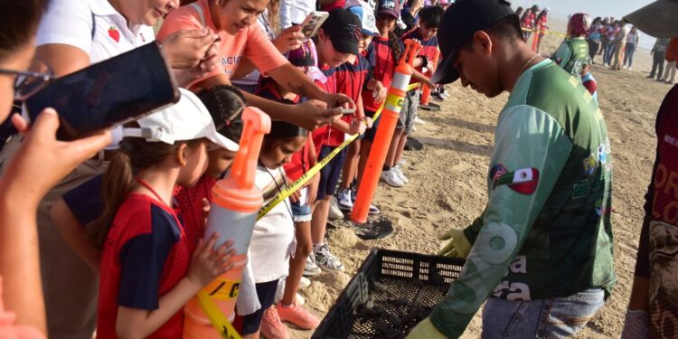 Liberan crías de tortuga lora niñas y niños de Güémez