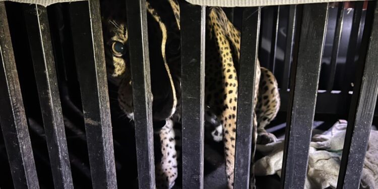 Brindan atención especializada a felino silvestre rescatado en la zona serrana de Tamaulipas