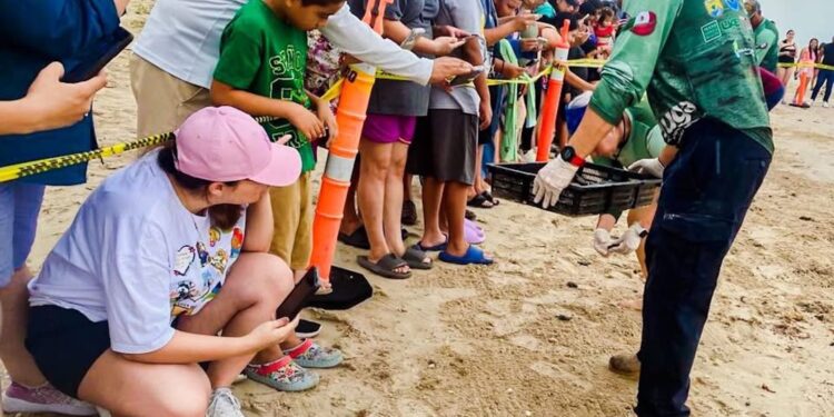 Viven familias la primera liberación pública de tortuga lora en La Pesca