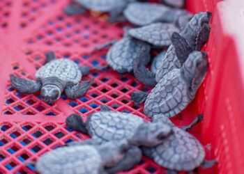 Disfrutan liberación de crías de tortuga lora en Playa Miramar