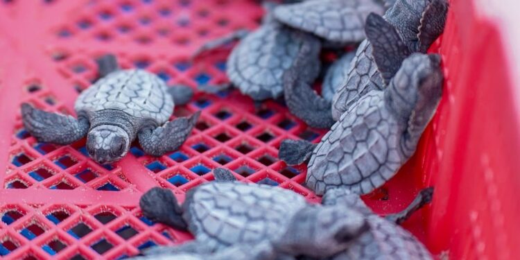 Disfrutan liberación de crías de tortuga lora en Playa Miramar