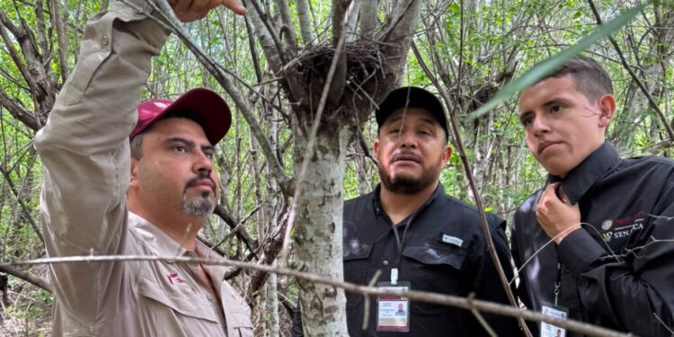 Refuerza Tamaulipas la vigilancia para proteger a la paloma ala blanca