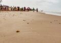 Viven familias la primera liberación pública de tortuga lora en La Pesca