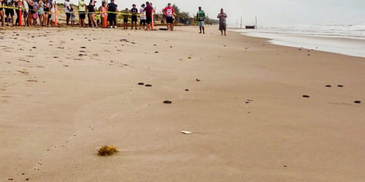 Viven familias la primera liberación pública de tortuga lora en La Pesca