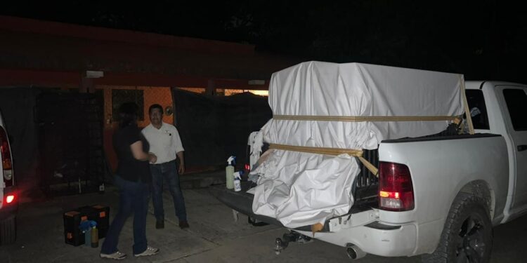 Brindan atención especializada a felino silvestre rescatado en la zona serrana de Tamaulipas