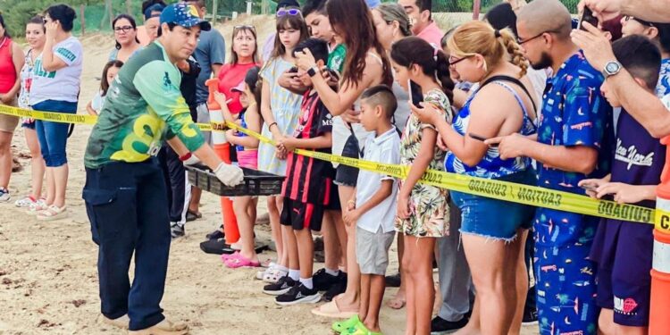 Viven familias la primera liberación pública de tortuga lora en La Pesca