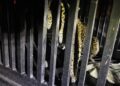 Brindan atención especializada a felino silvestre rescatado en la zona serrana de Tamaulipas