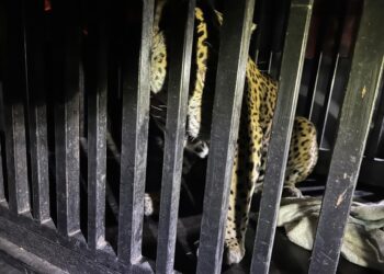 Brindan atención especializada a felino silvestre rescatado en la zona serrana de Tamaulipas