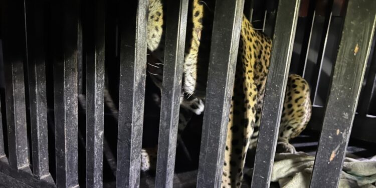Brindan atención especializada a felino silvestre rescatado en la zona serrana de Tamaulipas