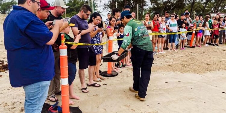 Viven familias la primera liberación pública de tortuga lora en La Pesca