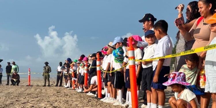 Fortalece Tamaulipas educación ambiental mediante liberación de crías de tortuga lora