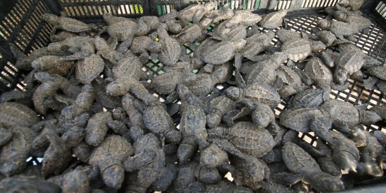 Consolida Tamaulipas liderazgo en la protección de la tortuga lora