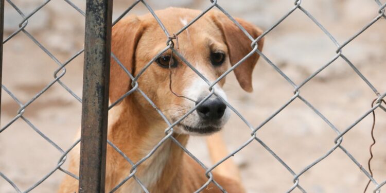 Transforma Reciclatón 2026 el compromiso ciudadano en apoyo para el bienestar animal