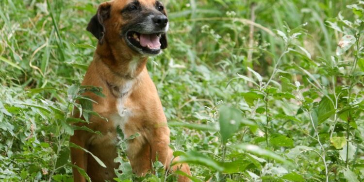 Transforma Reciclatón 2026 el compromiso ciudadano en apoyo para el bienestar animal