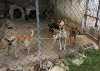 Transforma Reciclatón 2026 el compromiso ciudadano en apoyo para el bienestar animal