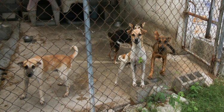 Transforma Reciclatón 2026 el compromiso ciudadano en apoyo para el bienestar animal