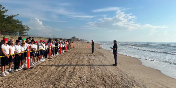 Fortalece Tamaulipas educación ambiental mediante liberación de crías de tortuga lora