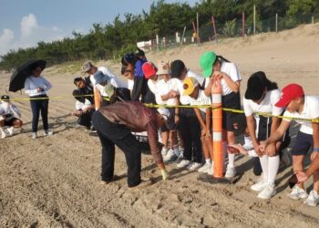 Fortalece Tamaulipas educación ambiental mediante liberación de crías de tortuga lora