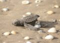 Consolida Tamaulipas liderazgo en la protección de la tortuga lora