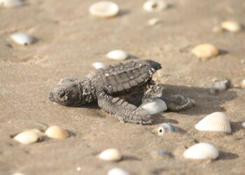 Consolida Tamaulipas liderazgo en la protección de la tortuga lora