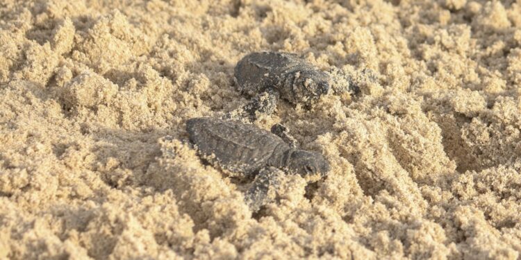 Consolida Tamaulipas liderazgo en la protección de la tortuga lora