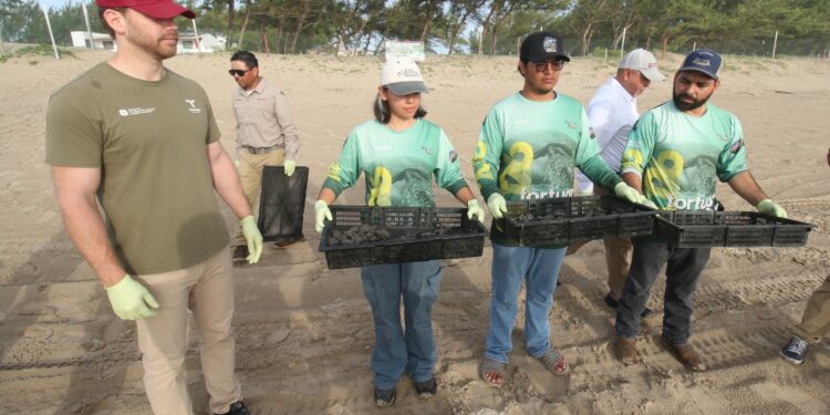 Consolida Tamaulipas liderazgo en la protección de la tortuga lora