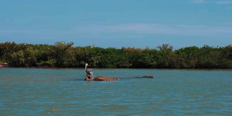 Ciudad Madero y Soto la Marina: dos caras del paraíso costero tamaulipeco