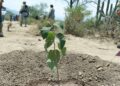 Tamaulipas participa en Jornada Nacional de Reforestación; se plantarán 15 mil árboles: Américo