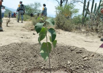 Tamaulipas participa en Jornada Nacional de Reforestación; se plantarán 15 mil árboles: Américo