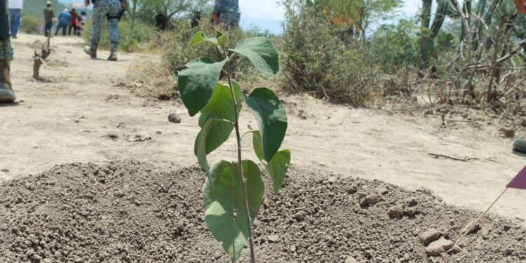 Tamaulipas participa en Jornada Nacional de Reforestación; se plantarán 15 mil árboles: Américo