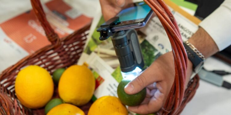 Estudiantes de la UAT desarrollan CitriScan, una innovadora aplicación para proteger la citricultura