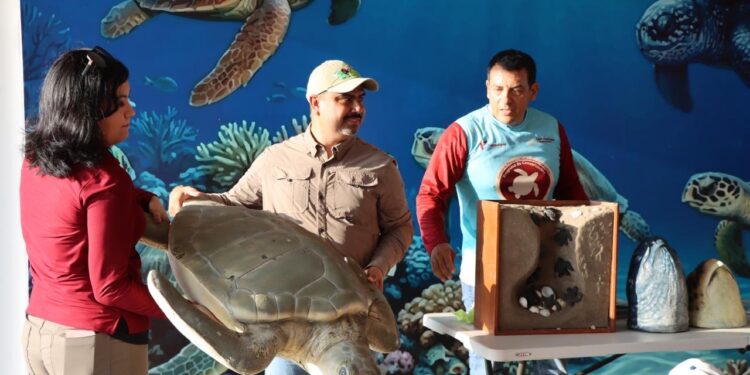 Reciben educación ambiental y conservación de especies niñas, niños y familias en el Campamento Tortuguero de La Pesca