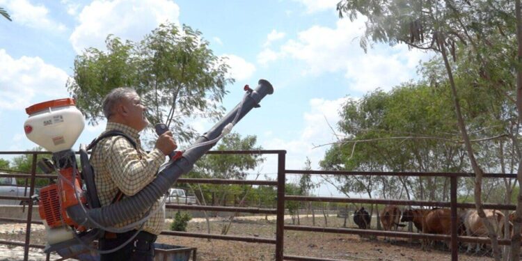 Intensifica Tamaulipas acciones de control en predios afectados por gusano barrenador