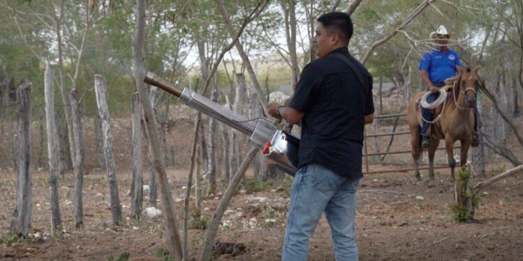 Intensifica Tamaulipas acciones de control en predios afectados por gusano barrenador
