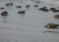 Mantiene Tamaulipas acciones de conservación de tortuga lora durante la recta final de la temporada