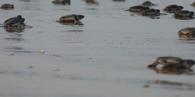 Mantiene Tamaulipas acciones de conservación de tortuga lora durante la recta final de la temporada