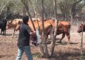 Intensifica Tamaulipas acciones de control en predios afectados por gusano barrenador