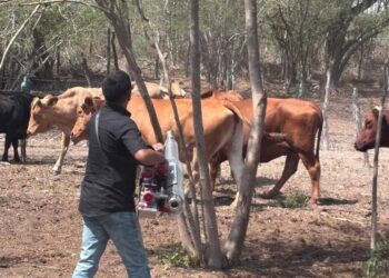 Intensifica Tamaulipas acciones de control en predios afectados por gusano barrenador