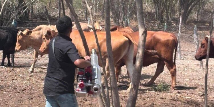 Intensifica Tamaulipas acciones de control en predios afectados por gusano barrenador