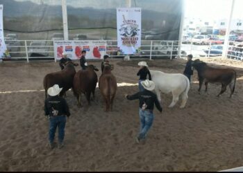 Con tradición y convivencia, celebran el Concurso del Novillo Gordo