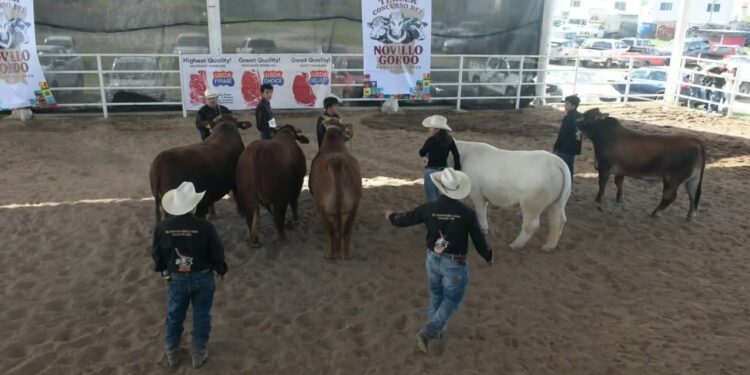 Con tradición y convivencia, celebran el Concurso del Novillo Gordo