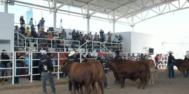 Con tradición y convivencia, celebran el Concurso del Novillo Gordo